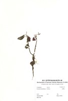 藏品(長壽花)的圖片